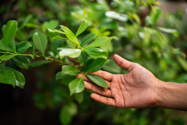 Best Hedge Trimming  in Oakley, CA